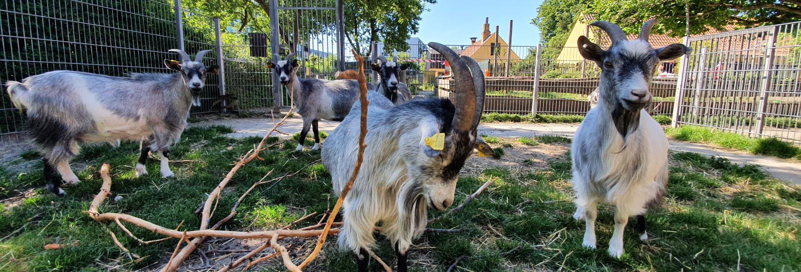 Den bemandede legeplads i Skydebanehaven – Legeplads på Vesterbro